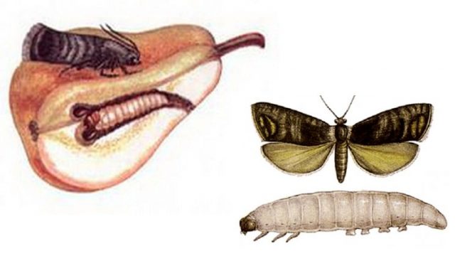 Drugs against pear diseases