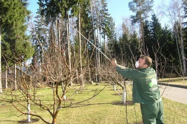 Drugs against pear diseases