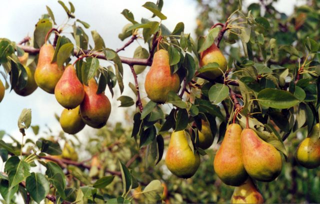 Drugs against pear diseases