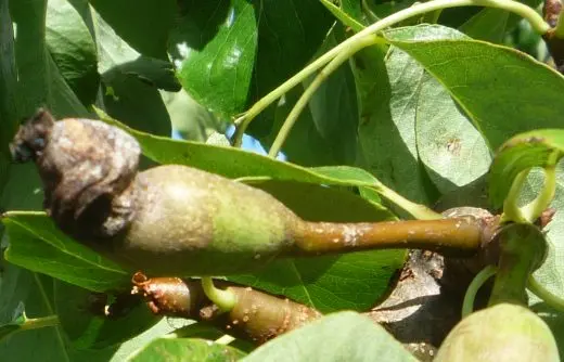 Drugs against pear diseases