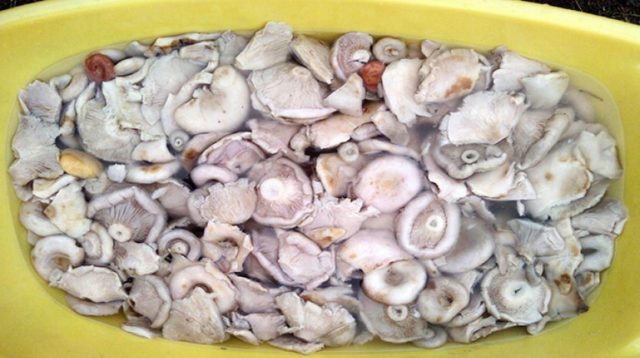 Dry milk mushrooms (white dressings) for the winter: cooking recipes