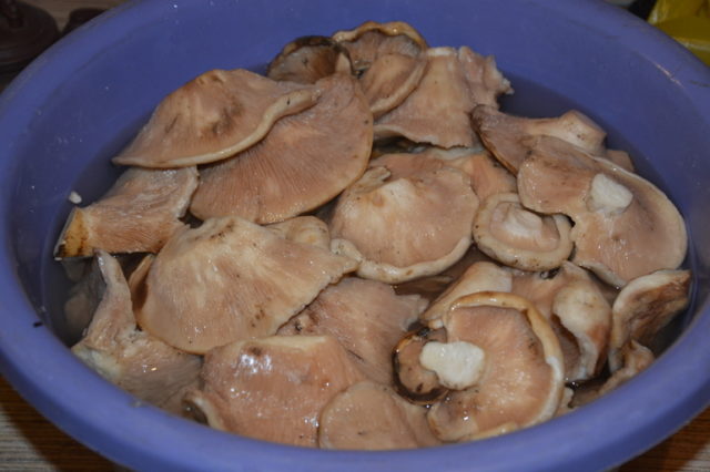 Dry milk mushrooms (white mushrooms): recipes for cooking first and second courses