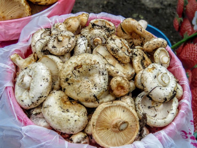 Dry mushroom salting: recipes for pickling crispy mushrooms at home