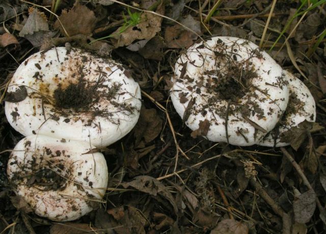 Dry mushroom (White load): photo and description, benefits and harms, difference from raw milk mushrooms