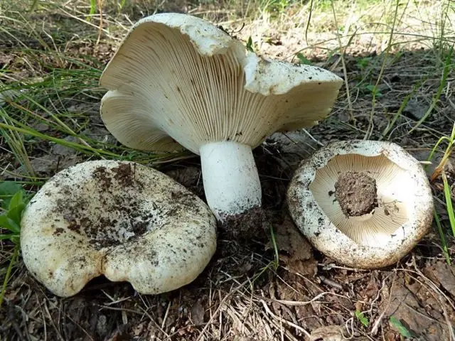 Dry mushroom (White load): photo and description, benefits and harms, difference from raw milk mushrooms