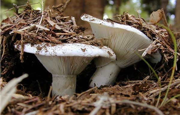 Dry mushroom (White load): photo and description, benefits and harms, difference from raw milk mushrooms