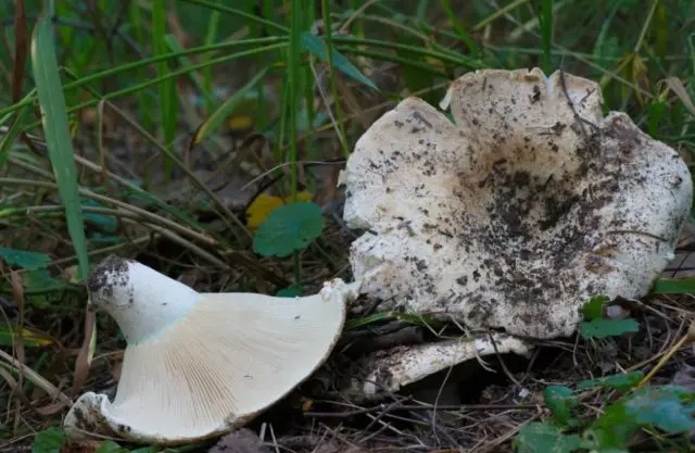 Dry mushroom (White load): photo and description, benefits and harms, difference from raw milk mushrooms