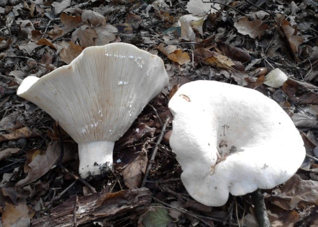 Dry mushroom (White load): photo and description, benefits and harms, difference from raw milk mushrooms