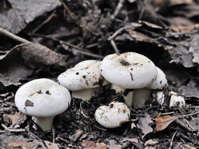 Dry mushroom (White load): photo and description, benefits and harms, difference from raw milk mushrooms