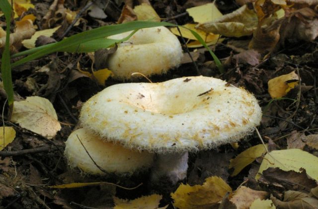 Dry mushroom (White load): photo and description, benefits and harms, difference from raw milk mushrooms