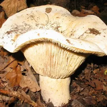 Dry podgrudok (white podgrudok) - edible mushroom in forests