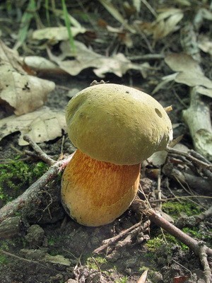 Dubovik: types of mushrooms - ordinary and speckled