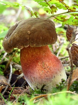 Dubovik: types of mushrooms - ordinary and speckled