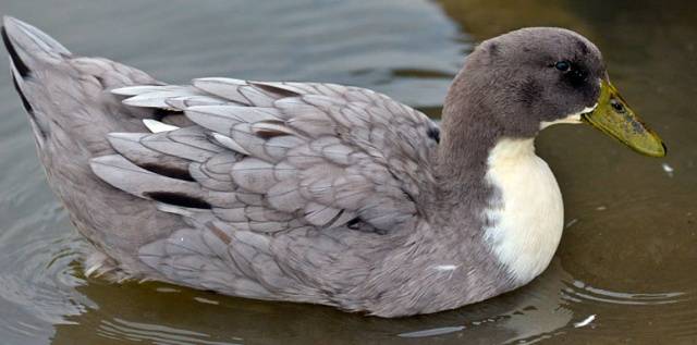 Duck Favorit: description of the breed, characteristics 