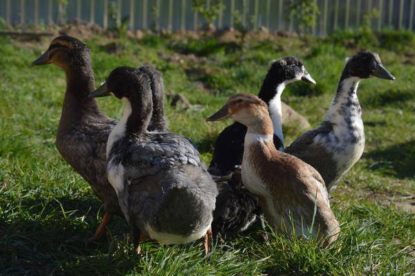 Duck Favorit: description of the breed, characteristics 