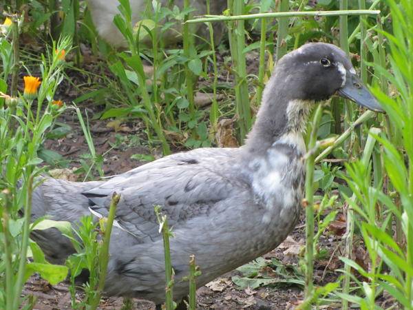 Duck Favorit: description of the breed, characteristics 