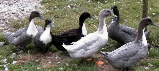 Duck Favorit: description of the breed, characteristics 