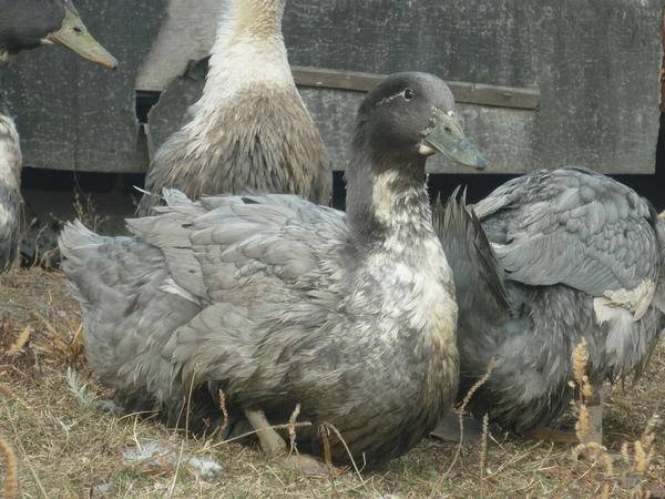 Duck Favorit: description of the breed, characteristics 