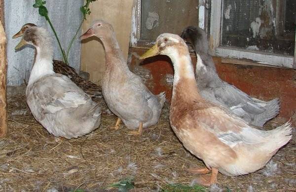 Duck Favorit: description of the breed, characteristics 