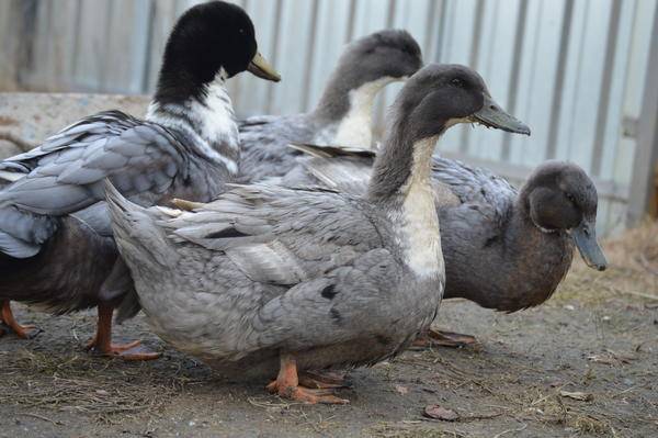 Duck Favorit: description of the breed, characteristics 