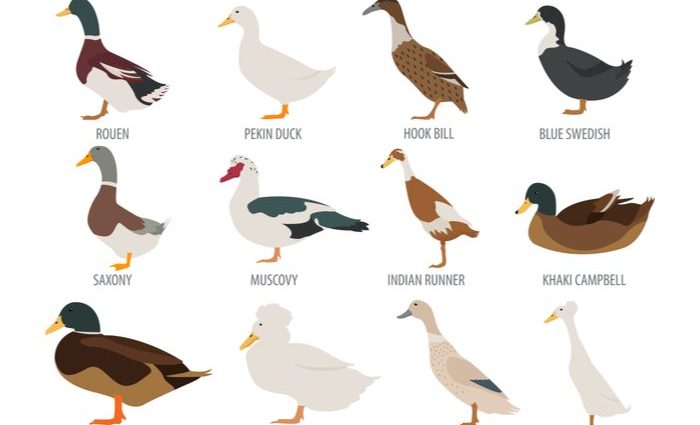 Duck Favorit: description of the breed, characteristics 