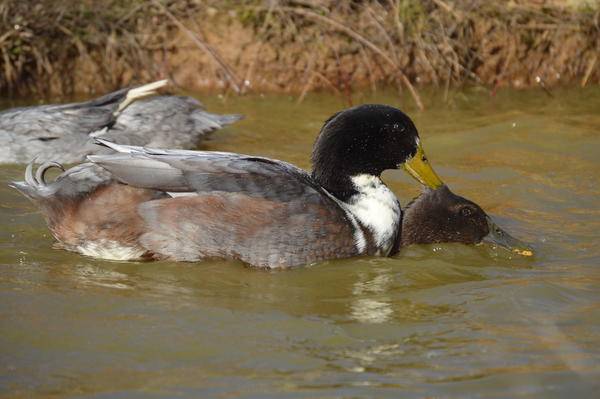 Duck Favorit: description of the breed, characteristics 