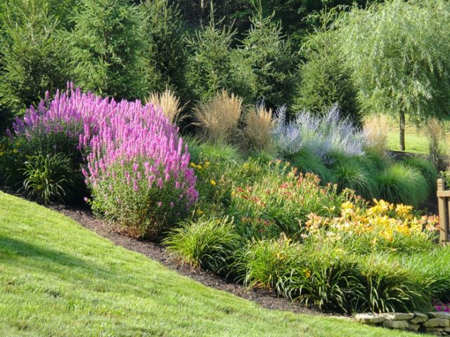 Duckweed: Dropmore Purple, Modern Pink, Rose Queen and other varieties