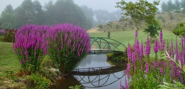 Duckweed: Dropmore Purple, Modern Pink, Rose Queen and other varieties