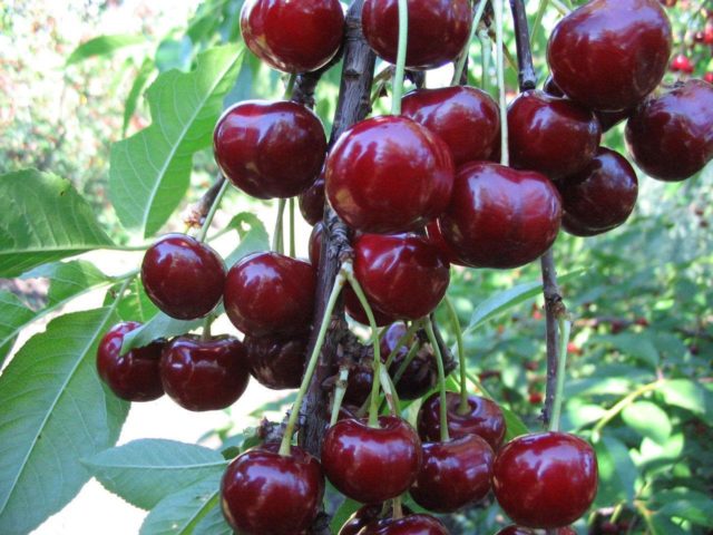 Duke (cherry cherry, GVCh) Nurse: characteristics and description of the variety, planting and care