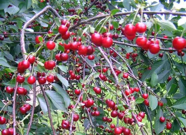 Duke (cherry cherry, GVCh) Nurse: characteristics and description of the variety, planting and care