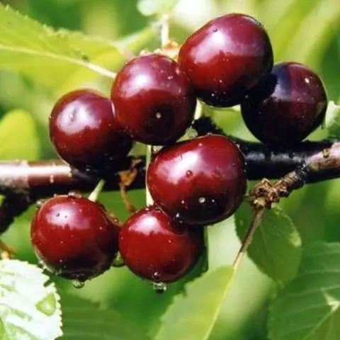 Duke (cherry cherry, GVCh) Nurse: characteristics and description of the variety, planting and care