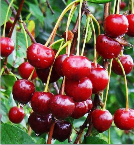 Duke (cherry cherry, GVCh) Nurse: characteristics and description of the variety, planting and care