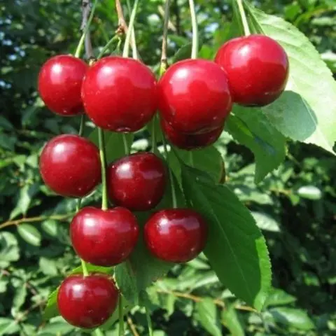 Duke (cherry cherry, GVCh) Nurse: characteristics and description of the variety, planting and care