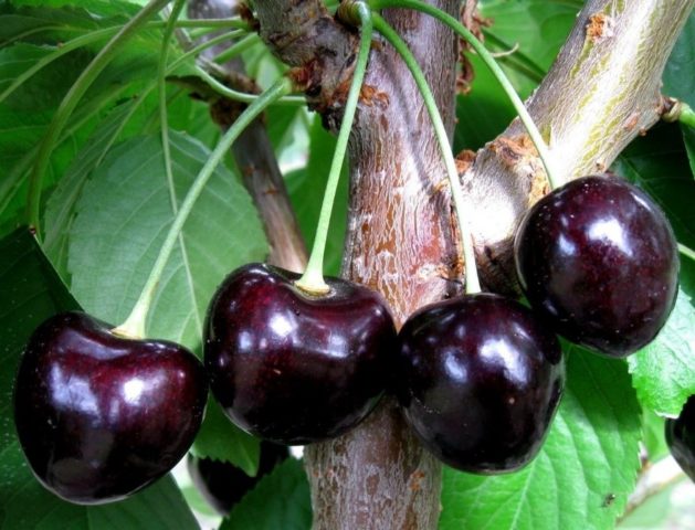 Duke (cherry cherry, GVCh) Nurse: characteristics and description of the variety, planting and care