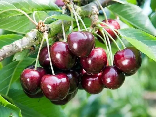 Duke (cherry cherry, GVCh) Nurse: characteristics and description of the variety, planting and care