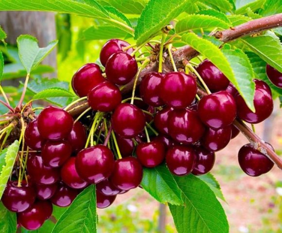 Duke (cherry cherry, GVCh) Nurse: characteristics and description of the variety, planting and care