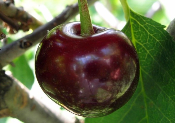 Duke (cherry cherry, GVCh) Nurse: characteristics and description of the variety, planting and care