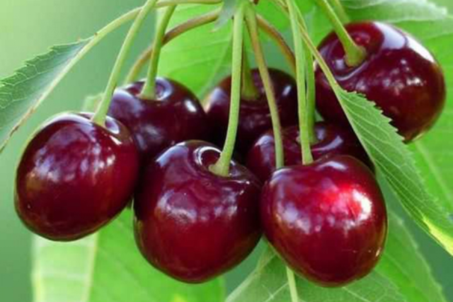 Duke (cherry) Nadezhda: photo and description, characteristics of a cherry-cherry hybrid