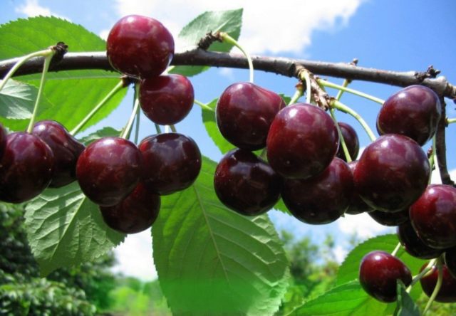 Duke (cherry, VCHG) Miracle cherry: characteristics and description of the variety, tree size, pollinators, frost resistance