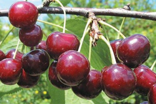 Duke (cherry, VCHG) Miracle cherry: characteristics and description of the variety, tree size, pollinators, frost resistance