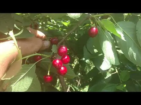 Duke (cherry, VCHG) Miracle cherry: characteristics and description of the variety, tree size, pollinators, frost resistance