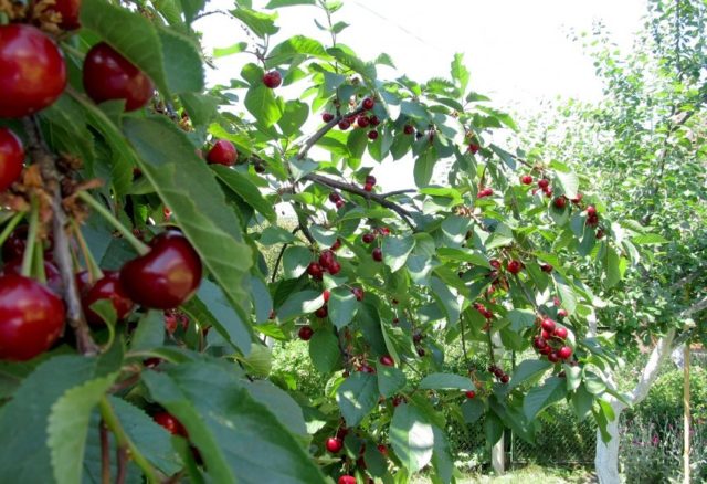 Duke (cherry, VCHG) Miracle cherry: characteristics and description of the variety, tree size, pollinators, frost resistance