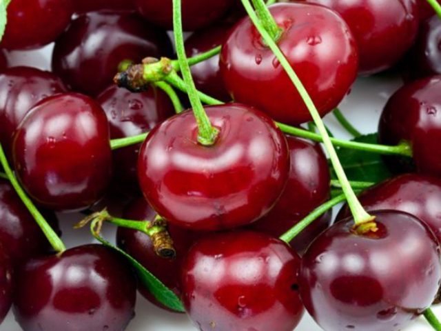 Duke (cherry, VCHG) Miracle cherry: characteristics and description of the variety, tree size, pollinators, frost resistance