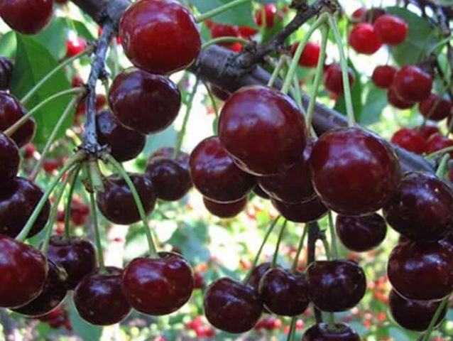 Duke (cherry, VCHG) Miracle cherry: characteristics and description of the variety, tree size, pollinators, frost resistance