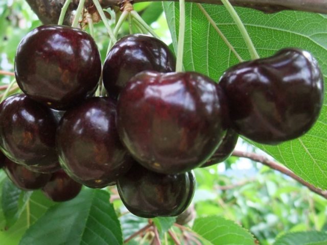 Duke (cherry, VCHG) Miracle cherry: characteristics and description of the variety, tree size, pollinators, frost resistance