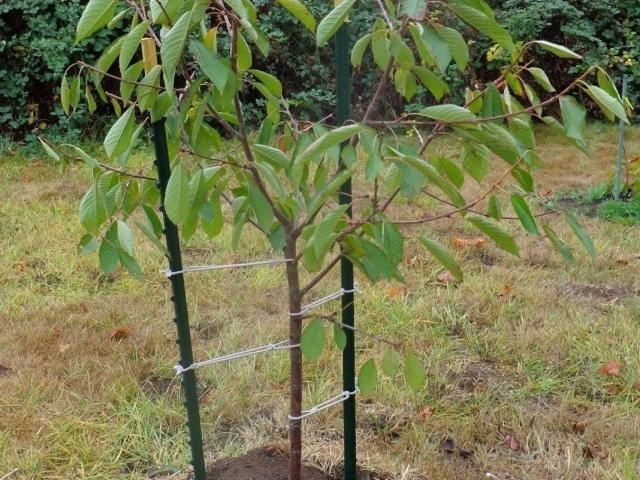 Duke (cherry, VCHG) Miracle cherry: characteristics and description of the variety, tree size, pollinators, frost resistance