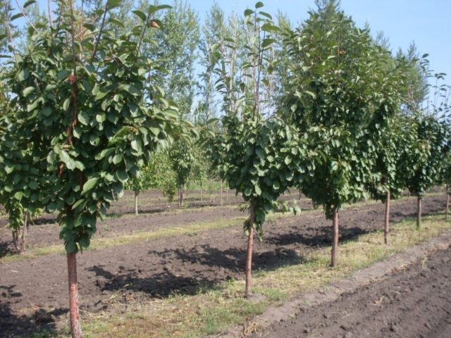 Duke (cherry, VCHG) Miracle cherry: characteristics and description of the variety, tree size, pollinators, frost resistance