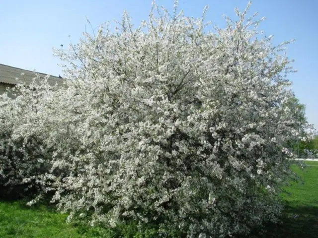 Duke Naughty: photo and description, characteristics of the cherry variety, planting and care