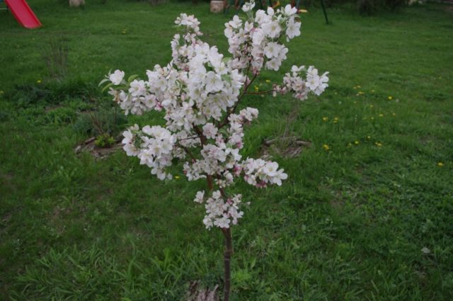 Duke Naughty: photo and description, characteristics of the cherry variety, planting and care