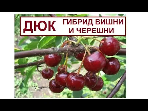 Duke Naughty: photo and description, characteristics of the cherry variety, planting and care